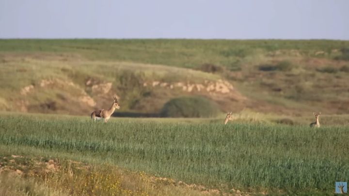 立派に成長し、家族もできているという