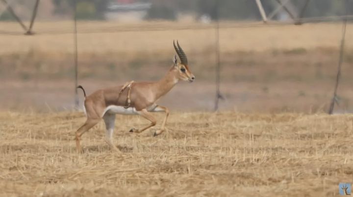 背中に2本の未成熟な足が生えている