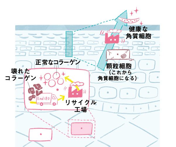 顆粒細胞（これから角質細胞になる）→リサイクル→健康な角質細胞、壊れたコラーゲン→リサイクル→正常なコラーゲン