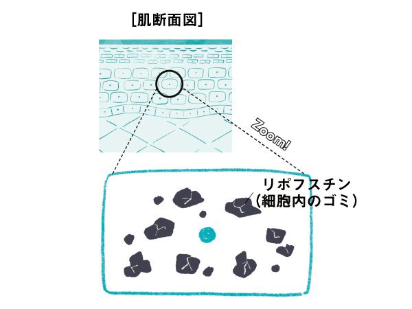 肌断面図 リポフスチン（細胞内のゴミ）