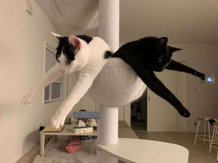 カンペキなシンクロ（＠komugi56285さんの投稿より）