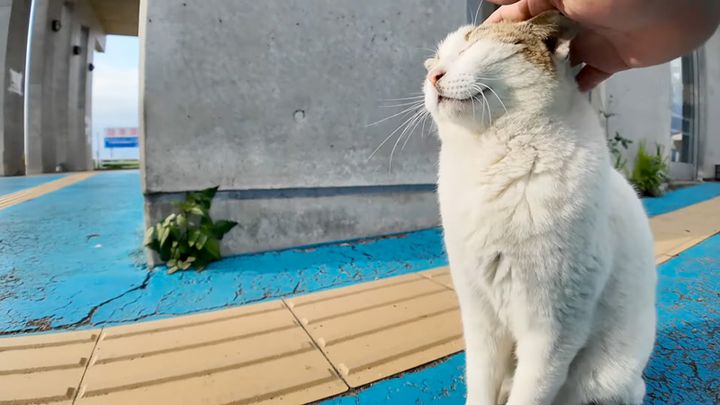 ナデナデを堪能する猫