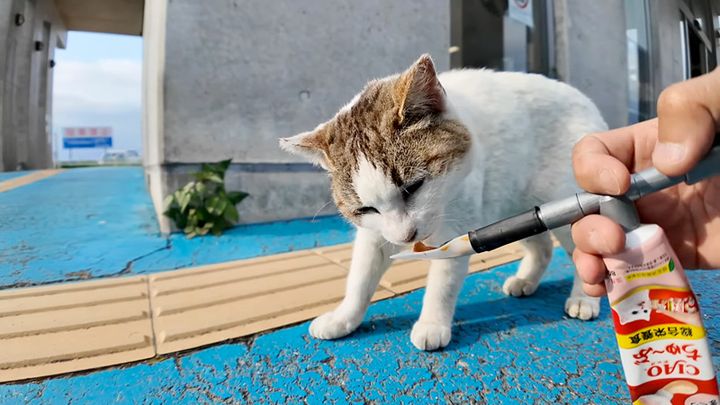 ちゅ〜るを食べる猫