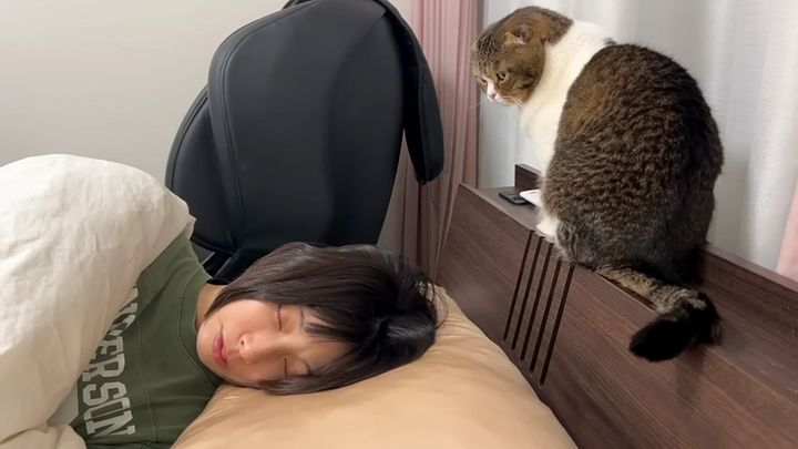 ママを起こしたい猫
