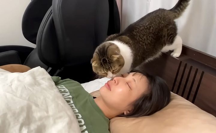ママを起こす猫