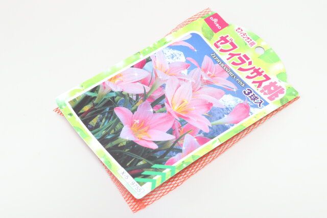 ゼフィランサス桃 球根