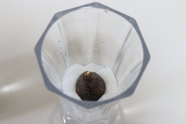 ゼフィランサス桃 花瓶