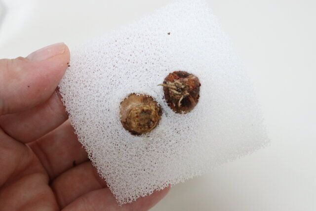 ゼフィランサス桃 水耕栽培