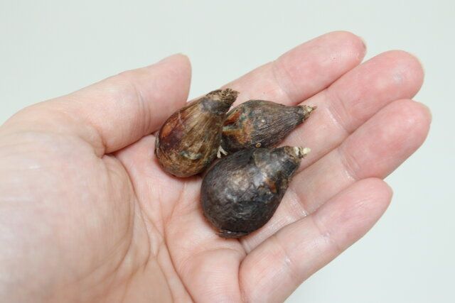 ゼフィランサス桃