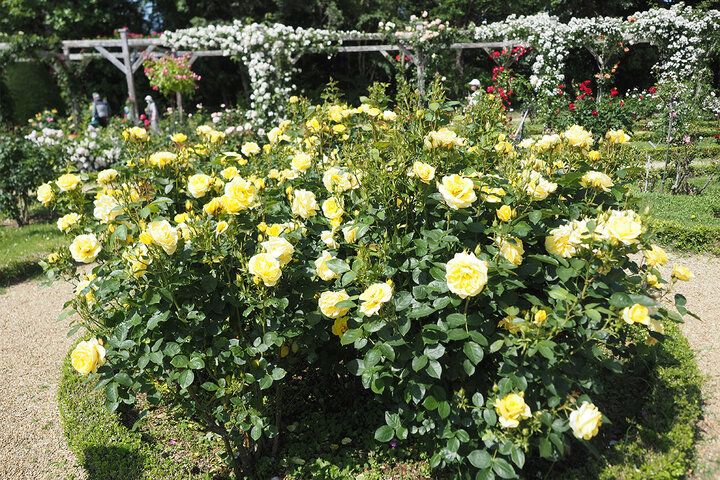 まるでフランスの秘密の花園♪ 伊豆「河津バガテル公園」で出会う色とりどりのバラと優雅なカフェ時間