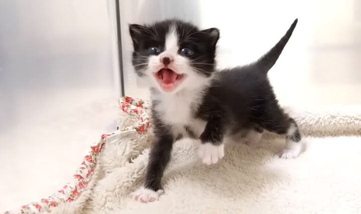 ミルクが待ちきれない子猫
