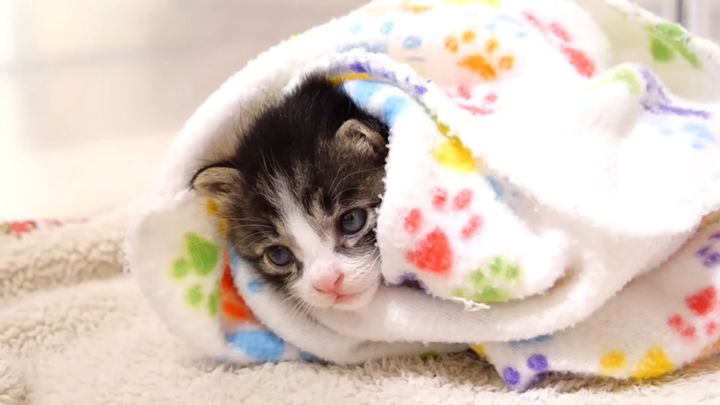 毛布に包まれる子猫