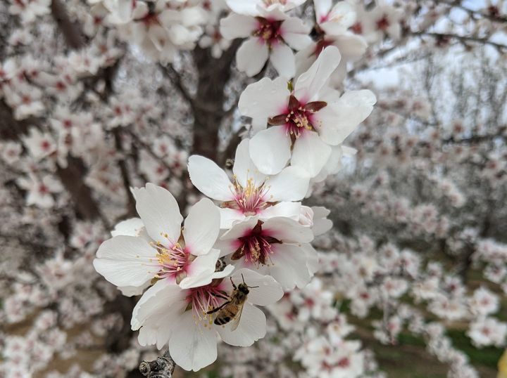 アーモンド農家とともに、養蜂プロジェクトを推進する農園をサポート