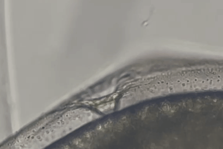 【4億年の壁を破る】ネズミの精子に魚卵の門を通過する能力があった