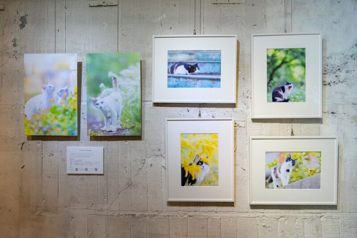 「ネコの写真展 静岡呉服町」