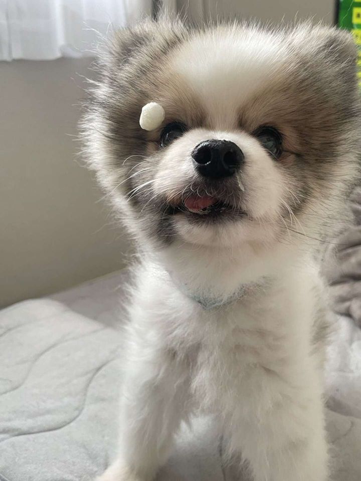 よかったね、ぐらくん（画像提供：＠2013grgr98923さん、再掲）