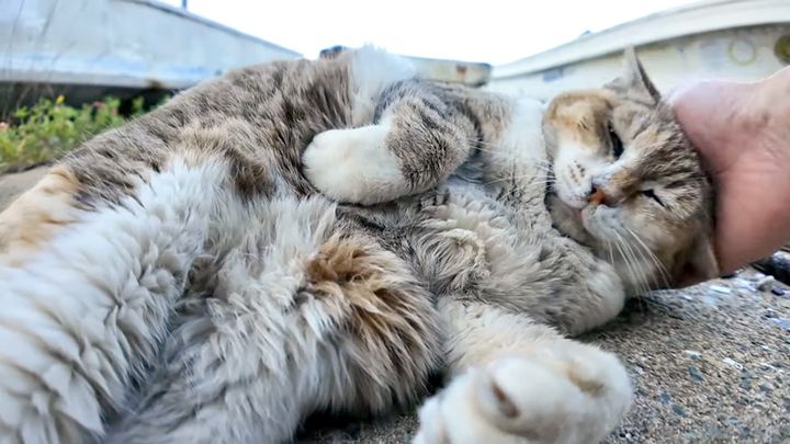 ナデナデを堪能する猫