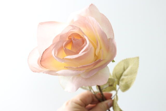 ローズ（ロング、ペールグレイッシュ）