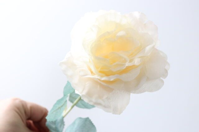 オープンローズ（ノーブル）