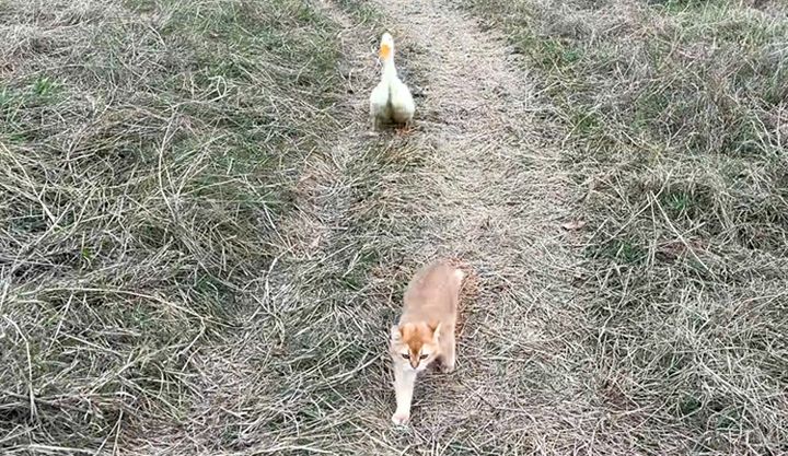 アヒルを連れて歩く猫