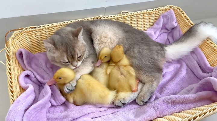 ヒナを抱きしめる猫