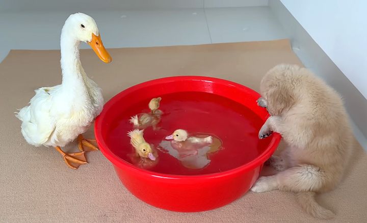 ヒナを見守るアヒルと子犬