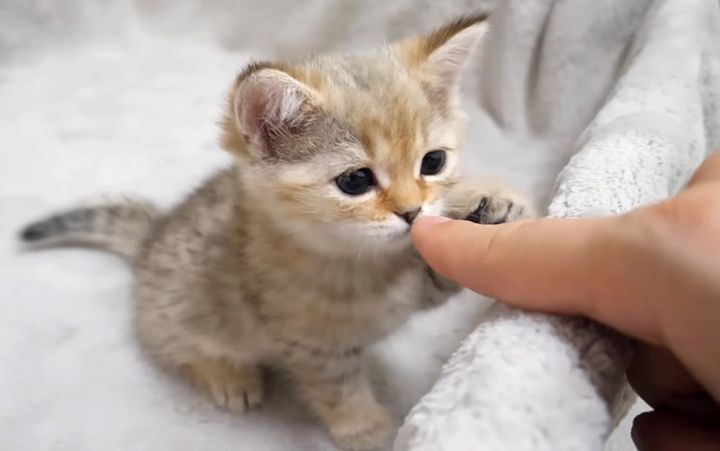 飼い主さんと遊ぶ子猫