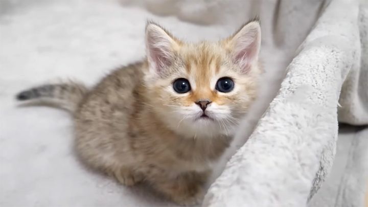 かまって欲しい子猫