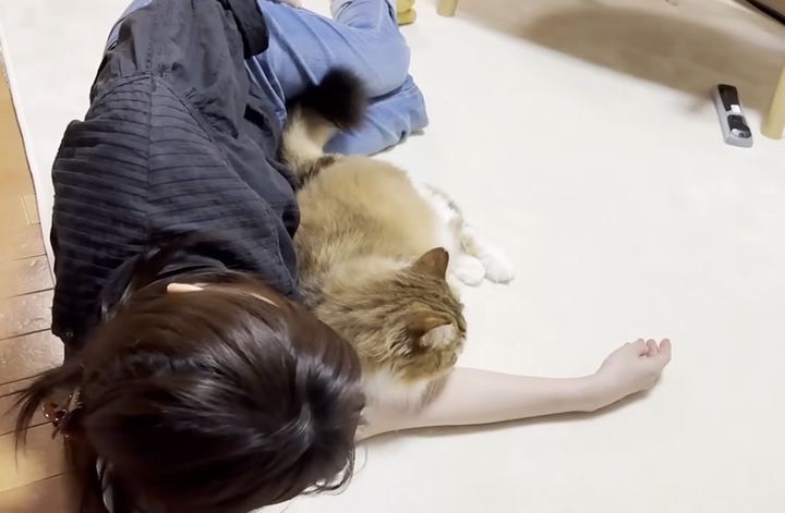 お母さんに甘える猫