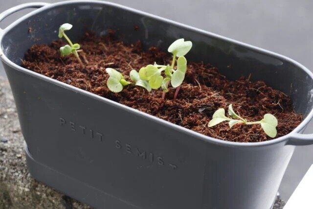 ダイソーの便利なバスケットプランター ダークグレー