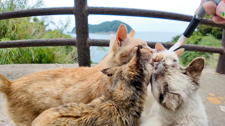 ちゅ〜るを食べる猫達