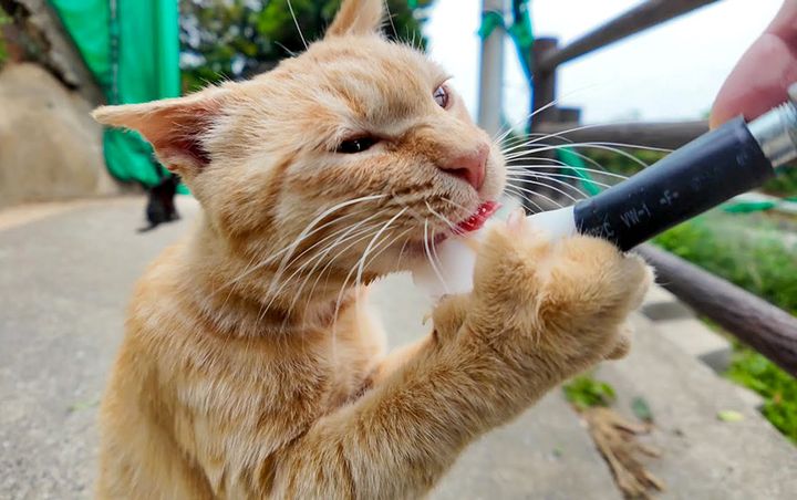 ちゅ〜るを勢いよく食べる猫