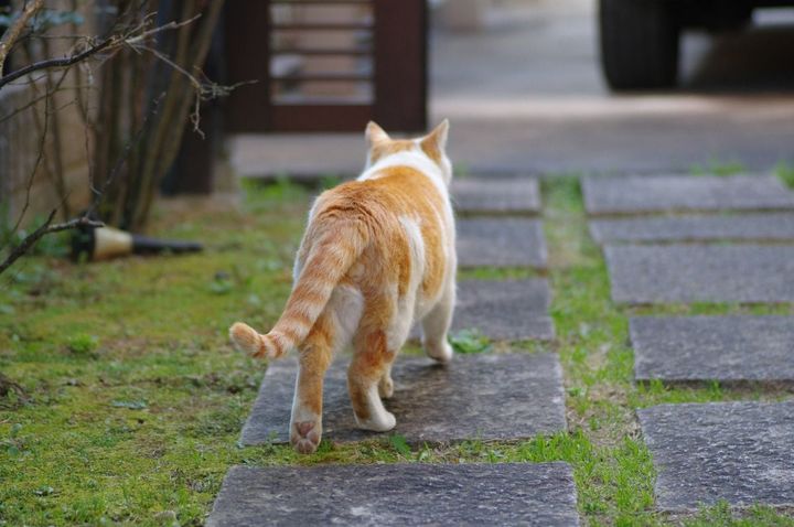 猫は死ぬ前に「姿を隠す」って言うけど… ※画像はイメージ