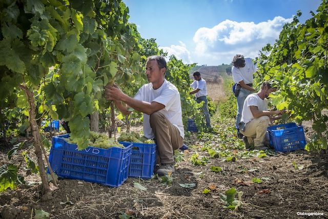 Netflixドラマ『山猫』コラボワイン