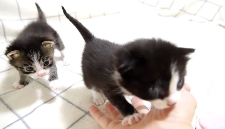 ママに突撃する子猫達