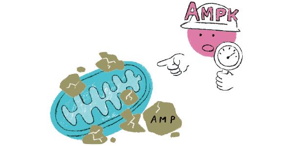 ミトコンドリアのエネルギー産生スイッチをオン