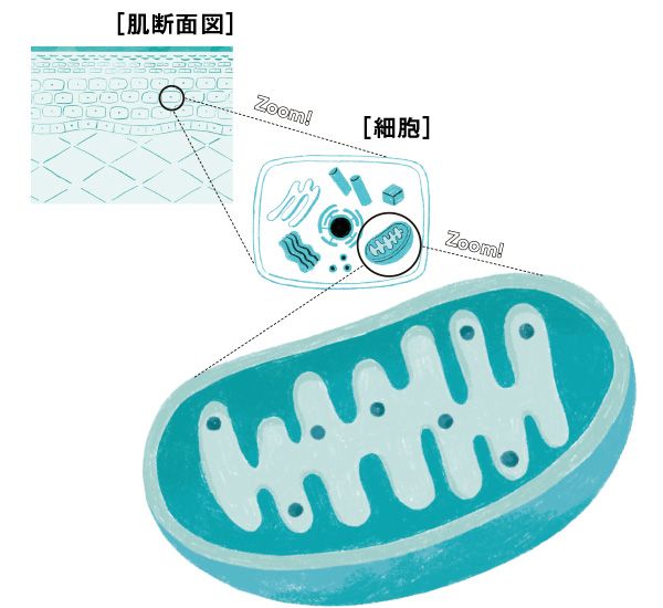 肌断面図 細胞 ミトコンドリア