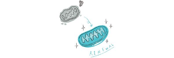 ミトコンドリアの再生