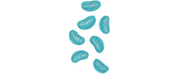 ミトコンドリアの数を増やす