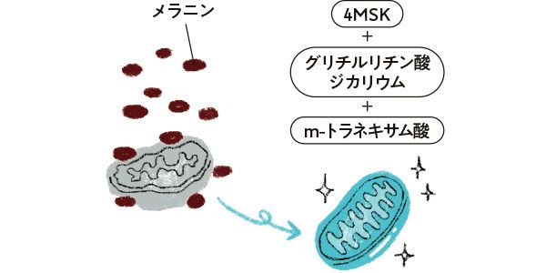 メラニン 4MSK＋グリチルリチン酸ジカリウム＋m-トラネキサム酸