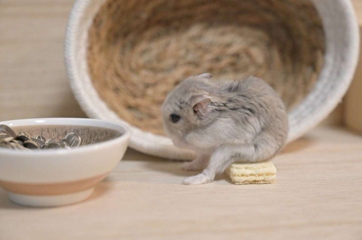 それが落ち着くの？（画像はペロ木村＠S5ROvu7uvUr8RO5さんの投稿より）