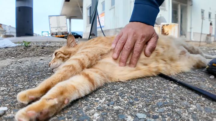 ナデナデされる猫