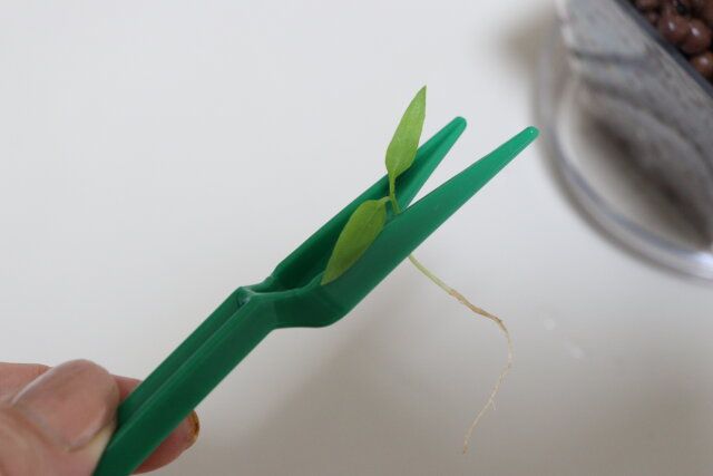 ダイソーのミニガーデンセットの移植フォーク＆スプーンは苗の移動に便利