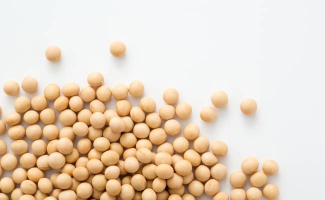 大豆のイメージ