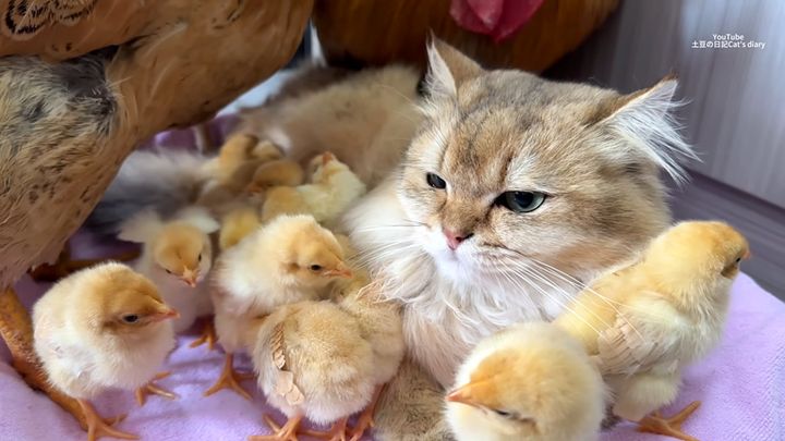 猫と過ごすヒヨコ達