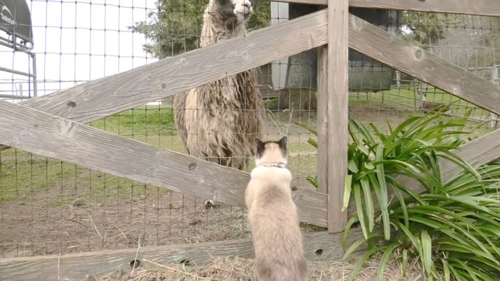 牧場のロバとラマとに会いにいく猫、恐怖よりも好奇心が勝る