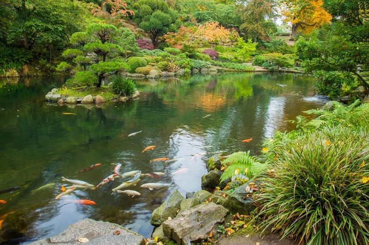 秋の日本庭園の風景