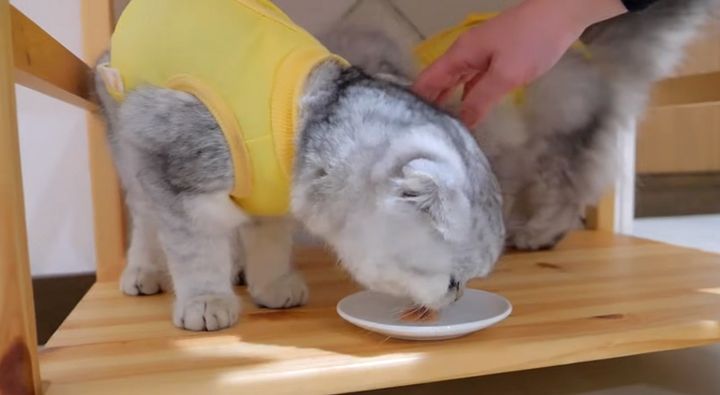 お薬入りのちゅ〜るを食べる子猫