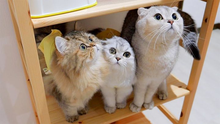 お薬が待ちきれない子猫達