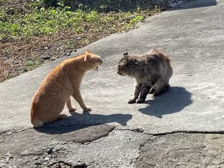 まさに一触即発……！